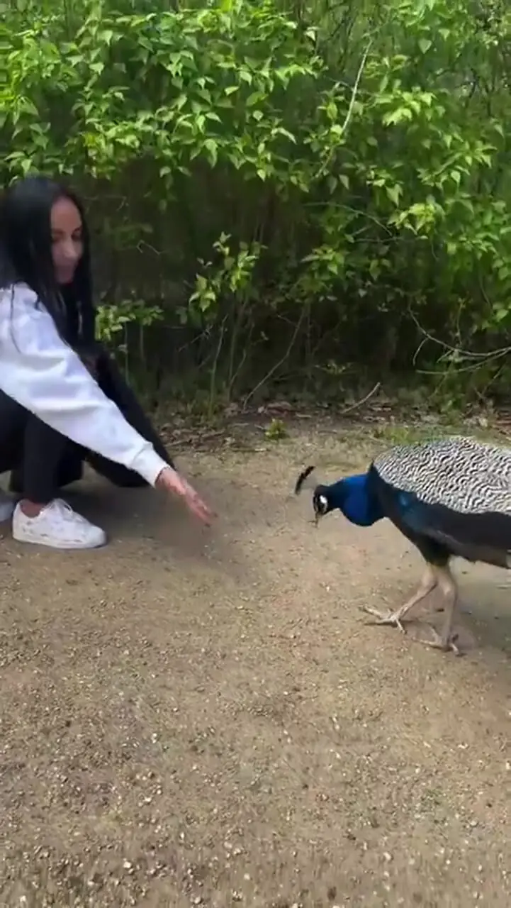 فیلم رفتار جالب طاووس پس از دریافت غذا از انسان