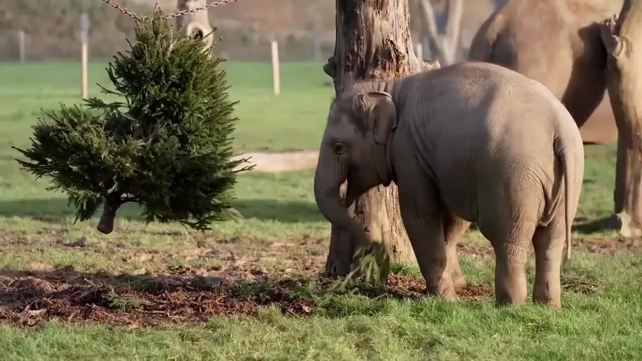 فیلم جشن کریسمس حیوانات در جنوب انگلستان