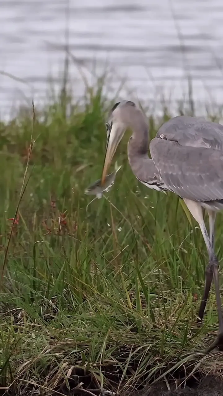 فیلم مهارت خیره‌کننده حواصیل در شکار