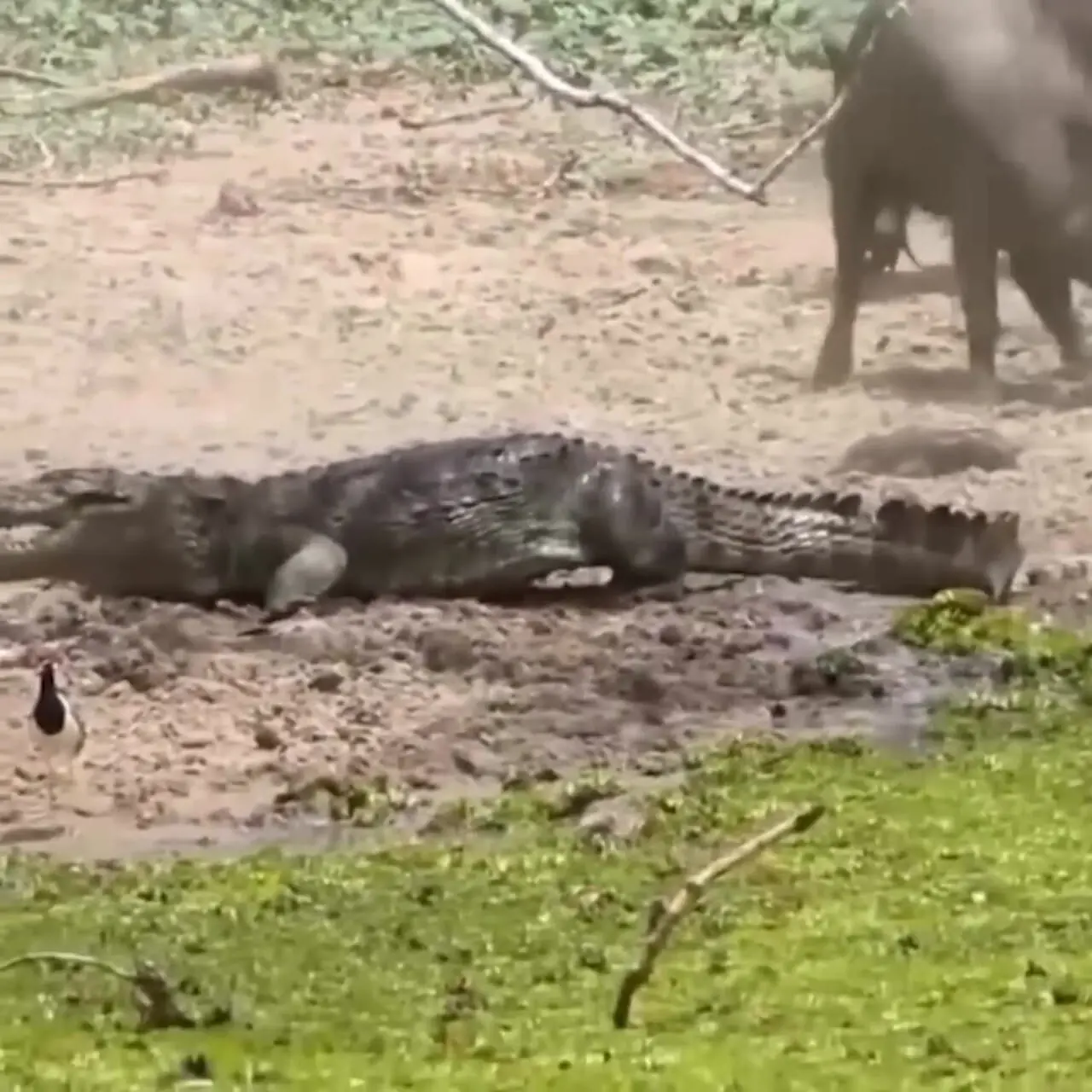 فیلم دفاع جانانه گرازها از خانواده در برابر تمساح