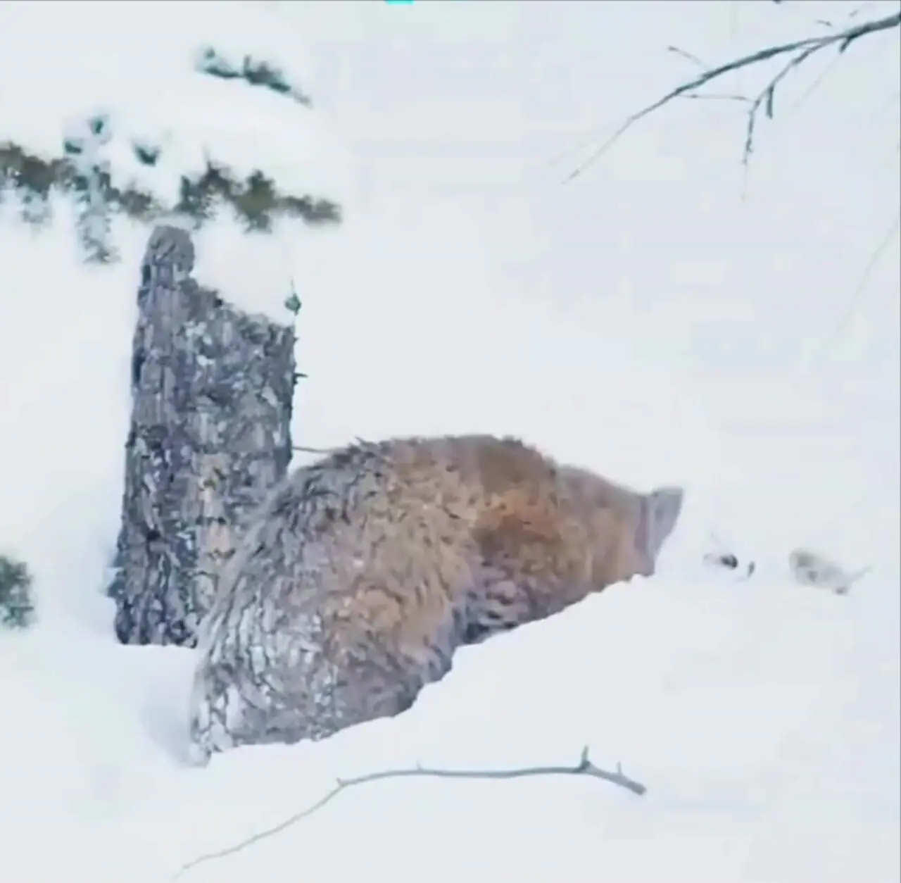 فیلم شکار اردک در رودخانه توسط گربه وحشی