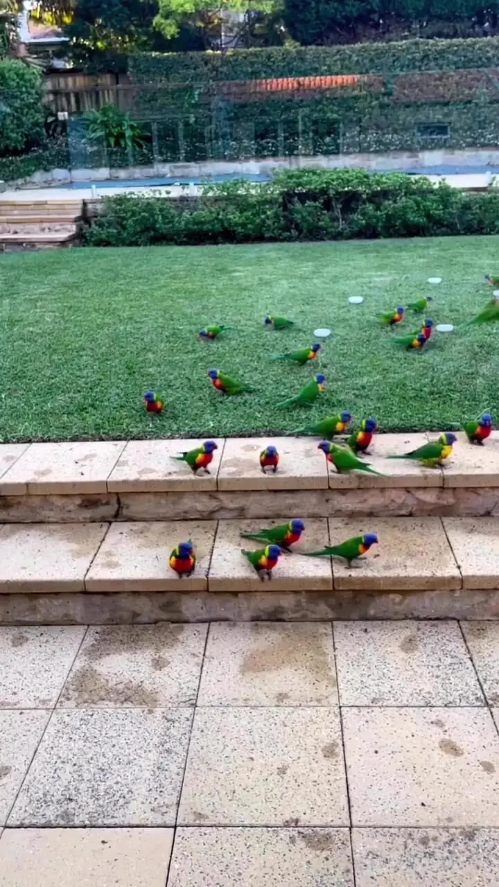 فیلم صحنه دیدنی حضور طوطی ها مقابل درب خانه