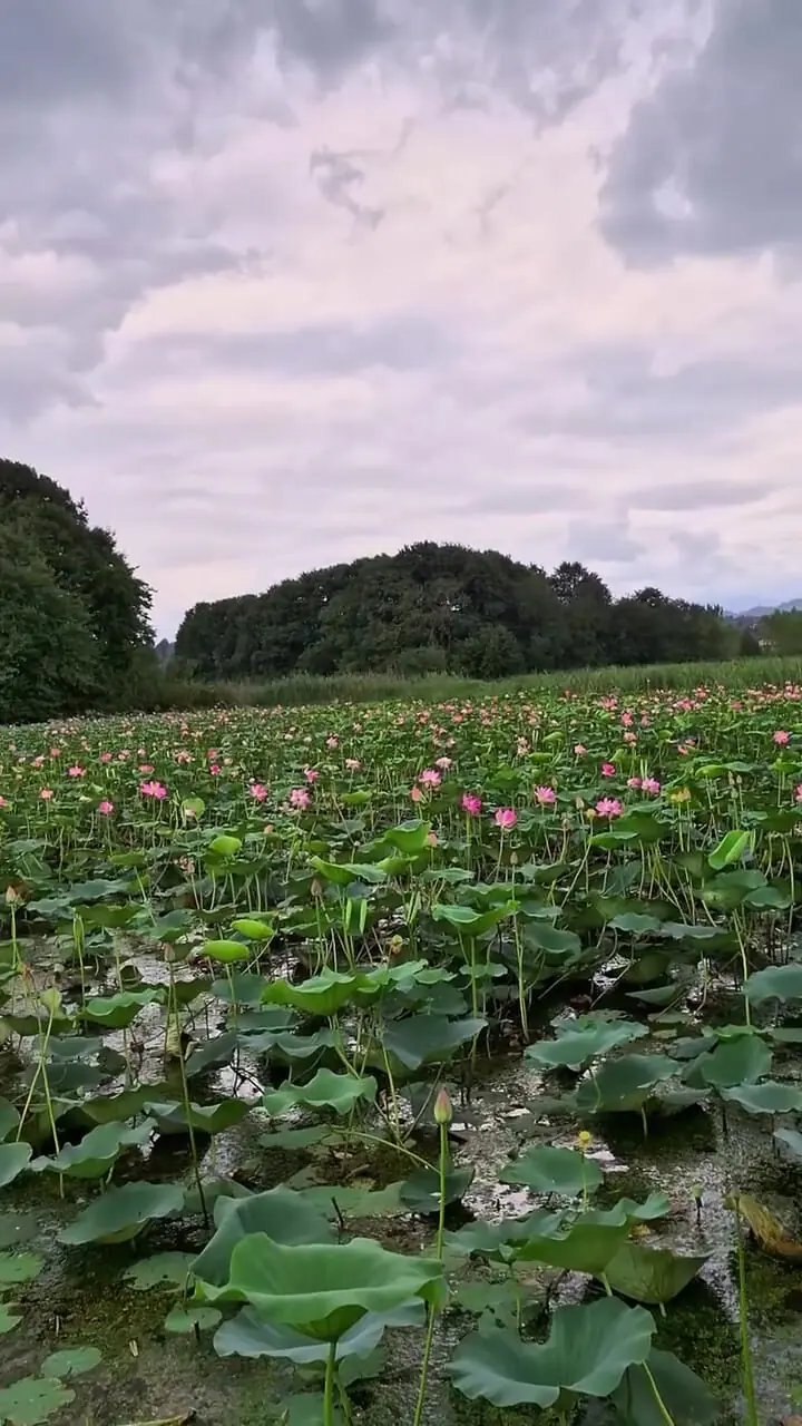 فیلم طبیعت بکر تالاب سوستان لاهیجان