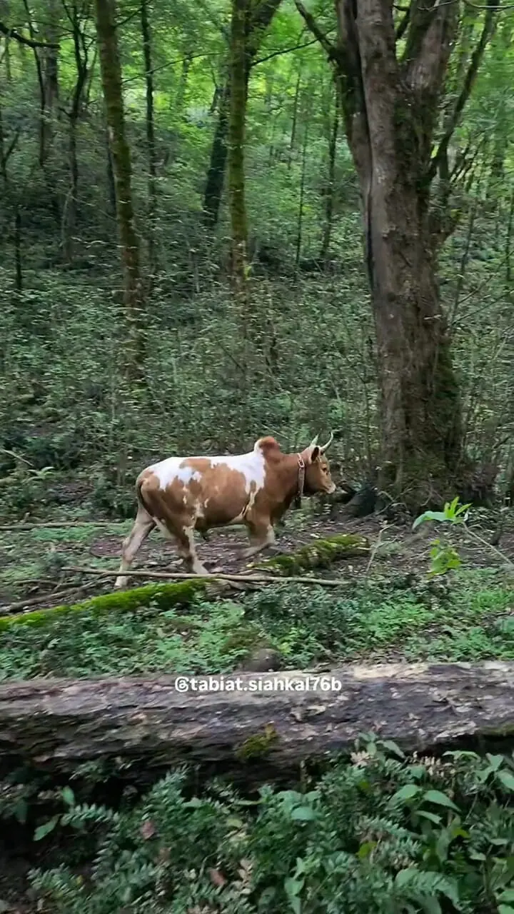 فیلم طبیعت بکر و سرسبز سیاهکل با حضور گاوها