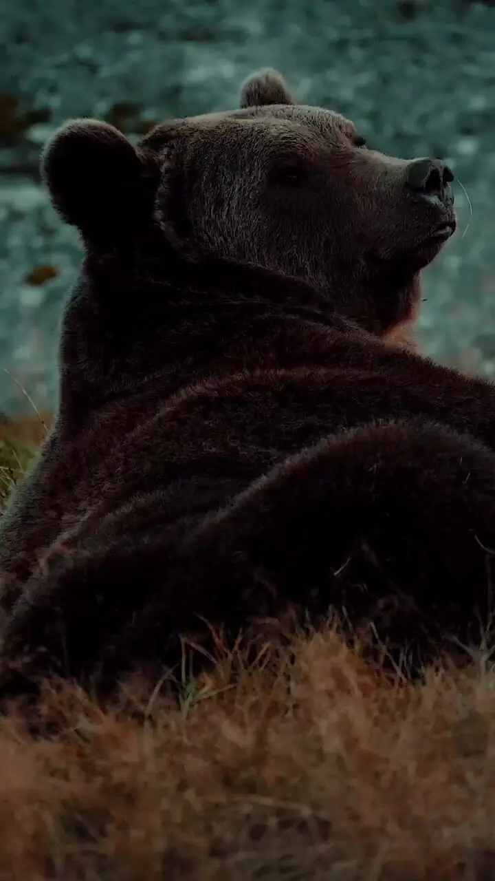 فیلم نگاه جذاب خرس قهوه‌ای به دوربین