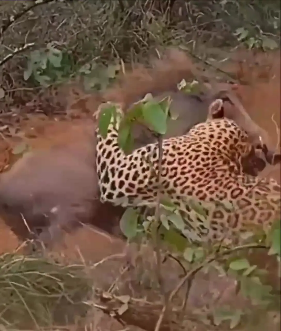 فیلم کمین پلنگ برای شکار گراز