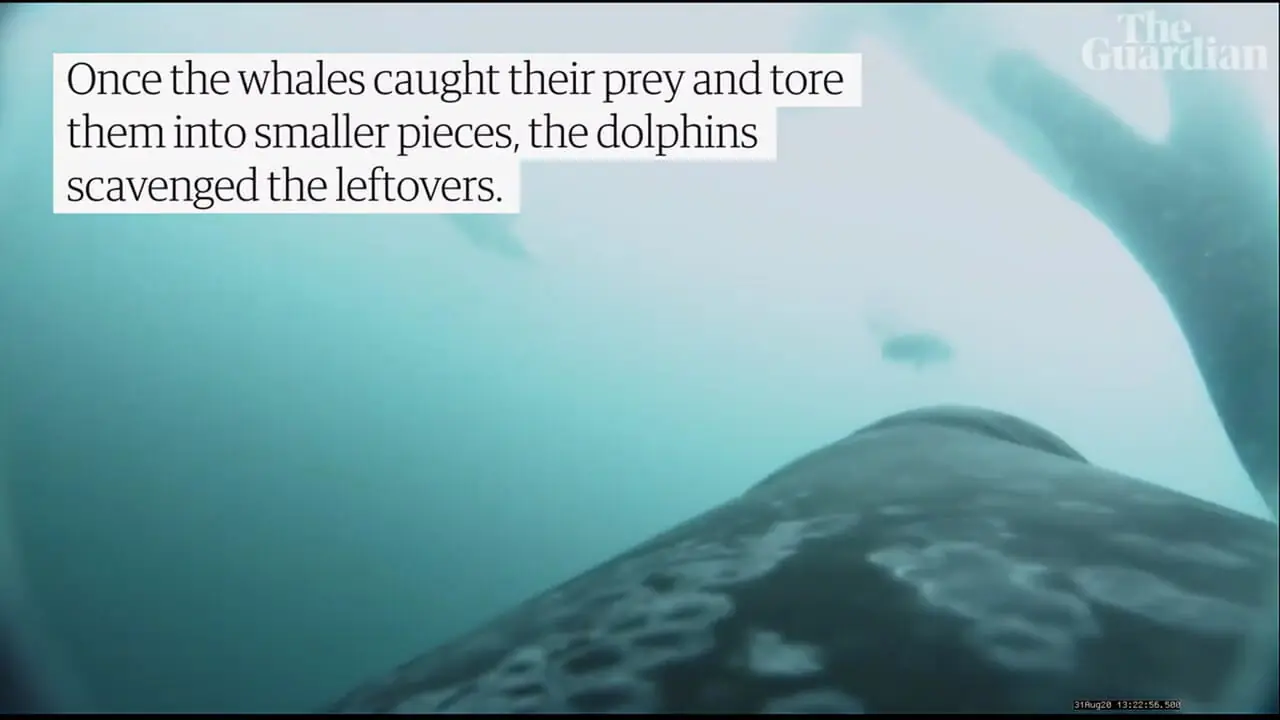 فیلم شکار مشترک نهنگ‌ و دلفین‌