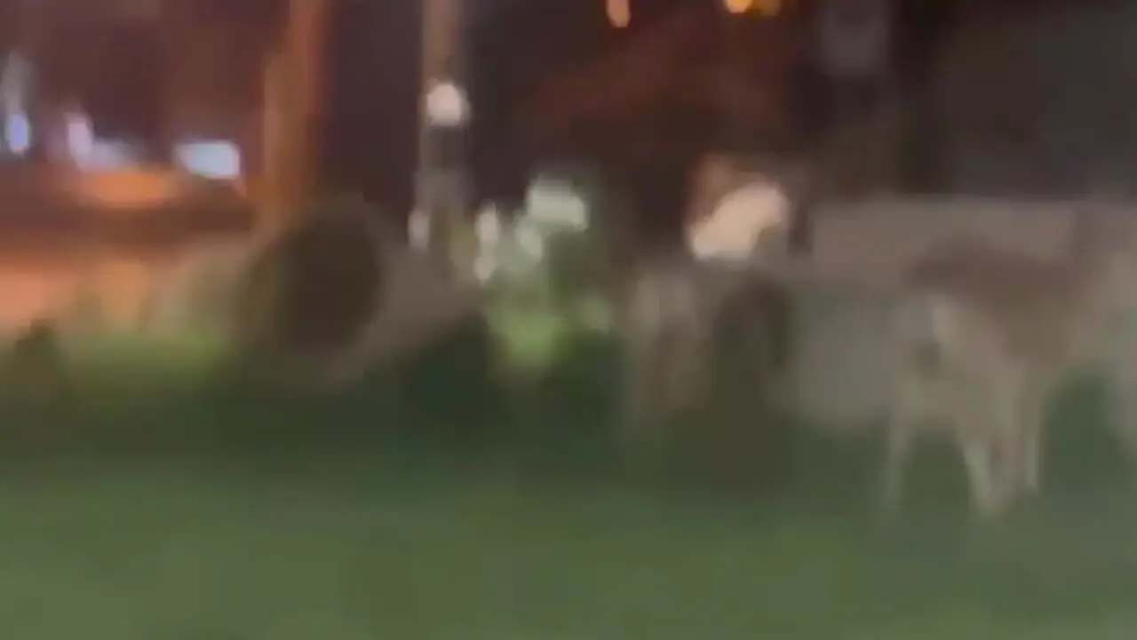 قوچ‌های گرسنه وارد خیابان های شاهرود شدند + فیلم 