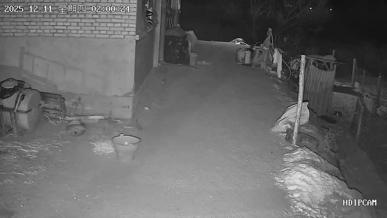 فیلم شکار سگ کوچک توسط جغد در تاریکی شب