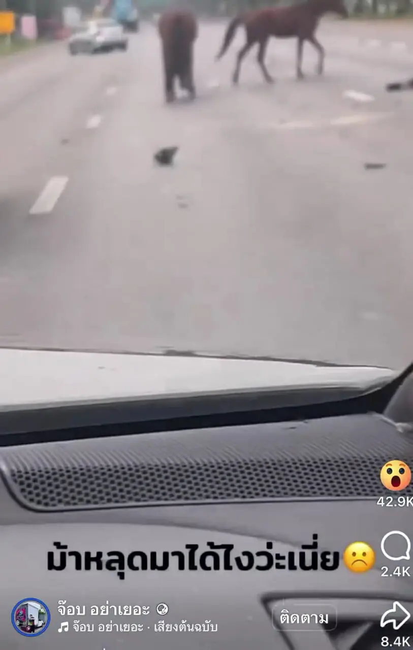 فیلم حادثه دلخراش برخورد ماشین با اسب‌ها