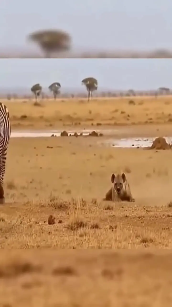 فیلم صداگذاری خنده‌دار روی کفتار و گورخر