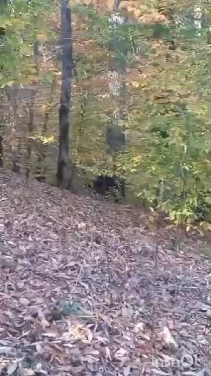 فیلم ثبت تصویری خرس در طبیعت مازندران