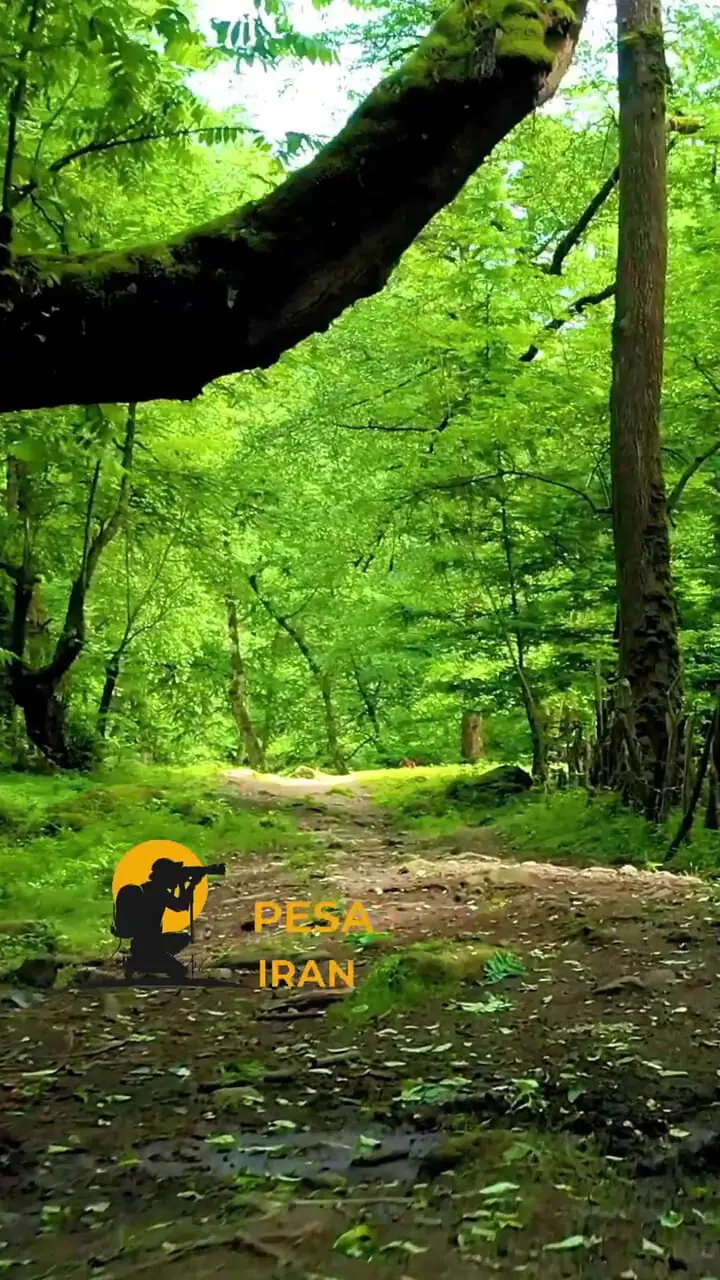 فیلم جنگل لفور و زیبایی‌های هیرکانی سوادکوه