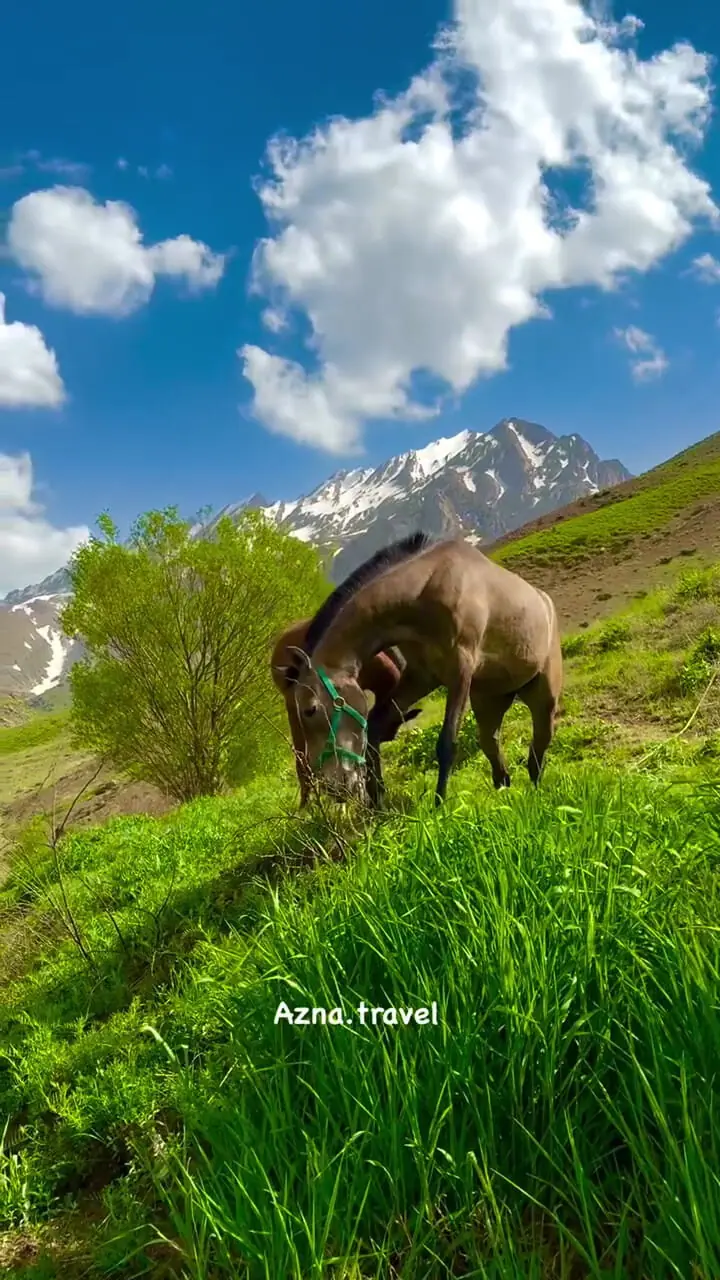 فیلم دامنه اشترانکوه با تصویر اسب و کره اش