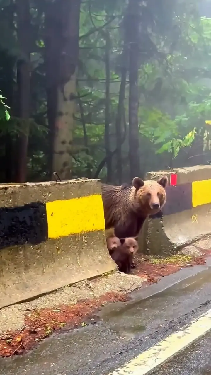 فیلم صحنه دیدنی خانواده خرس در کوه‌های کارپات