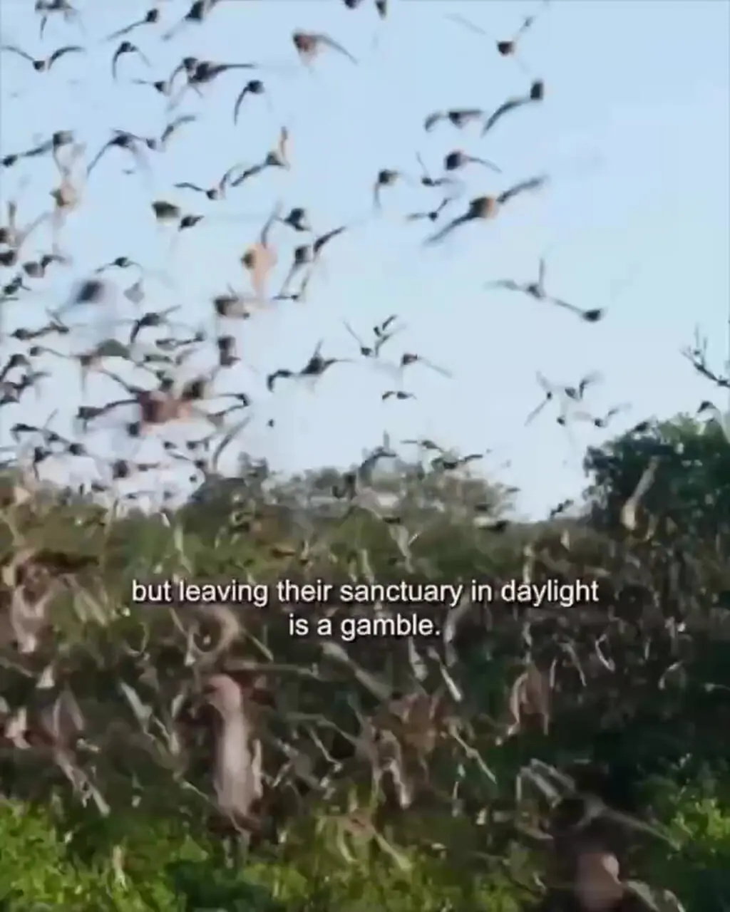 فیلم شکار خفاش توسط مار