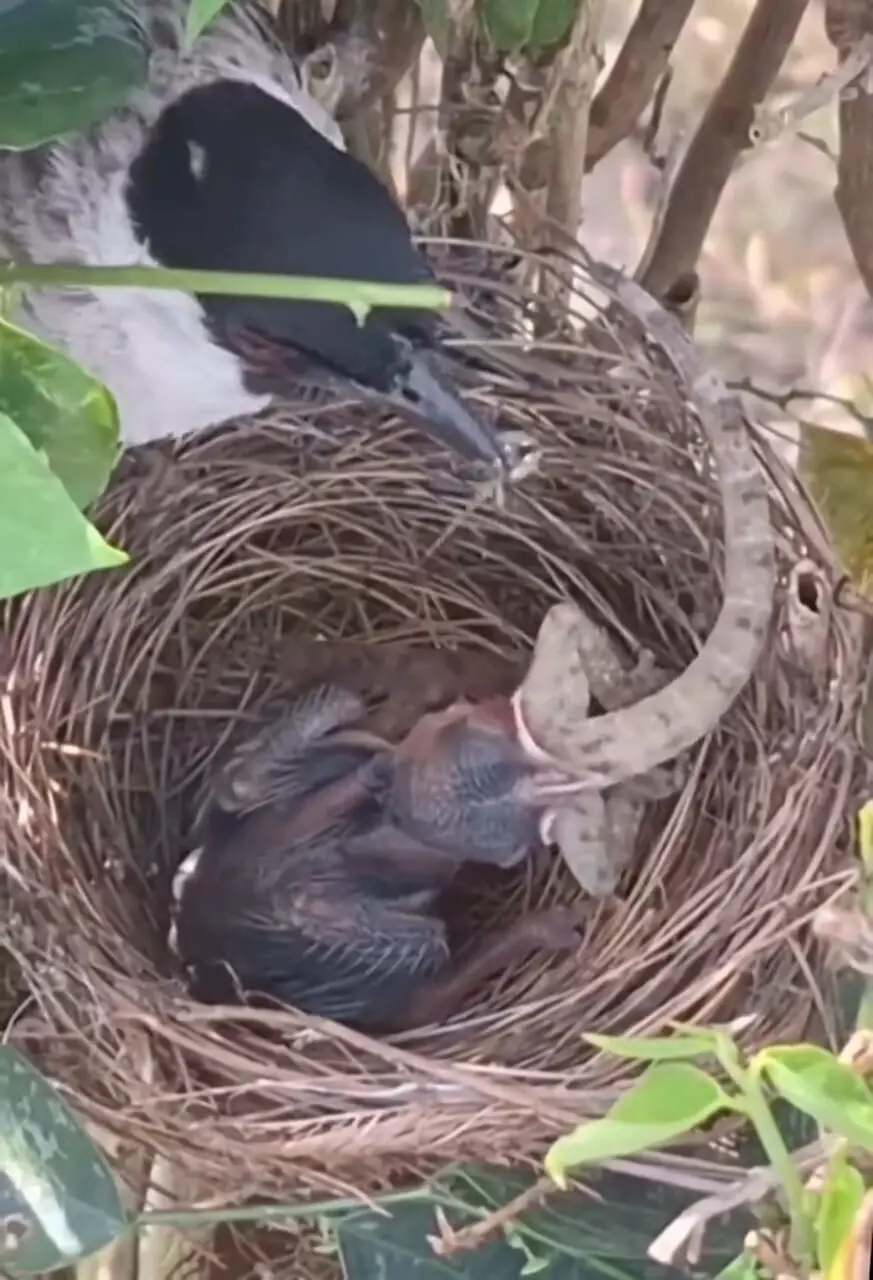 فیلم تلاش جوجه پرنده برای قورت دادن مارمولک