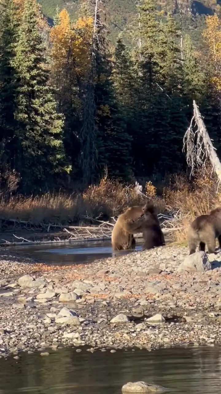 فیلم نبرد خشن دو خرس در طبیعت