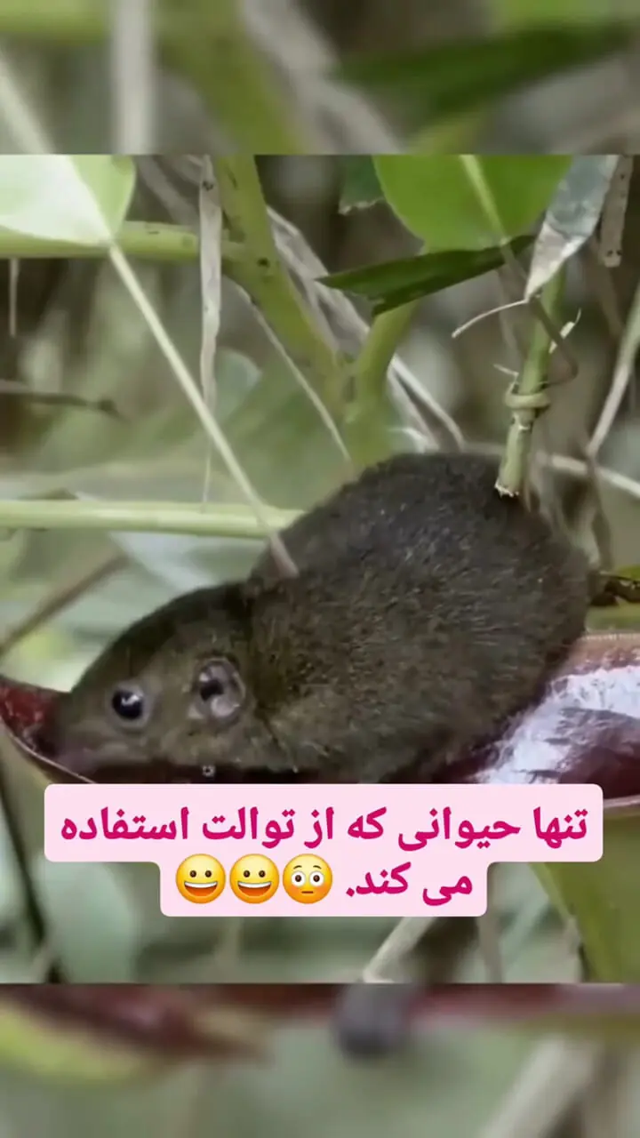 فیلم رابطه شگفت انگیز حیوان و گیاه در جنگل های بارانی