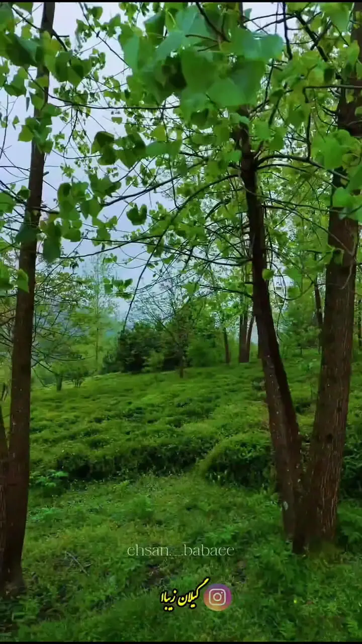 فیلم تصویر هوایی از سرسبزی لاهیجان