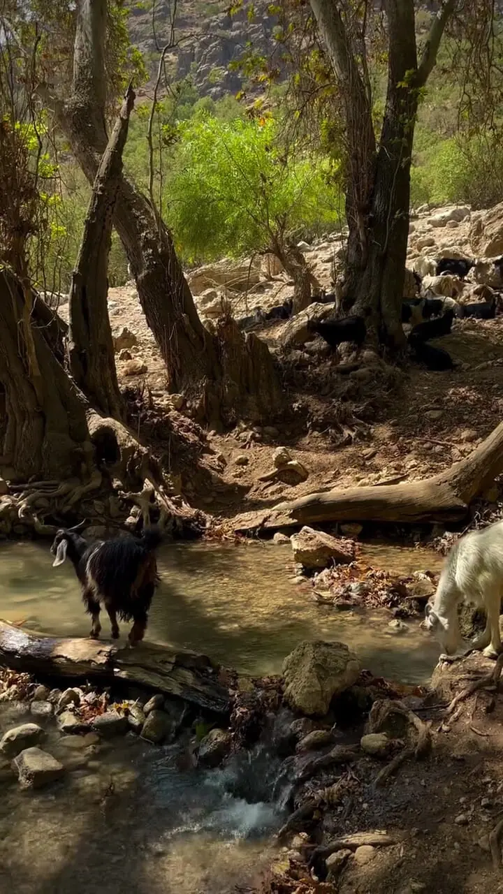 فیلم طبیعت بکر سراب بنسپر