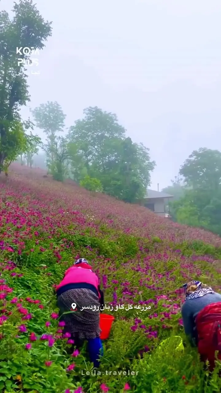 فیلم مناظر خیره کننده دشت گل گاو زبان