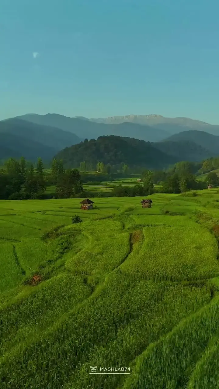 فیلم نمای هوایی از دل شالیزارهای مازندران