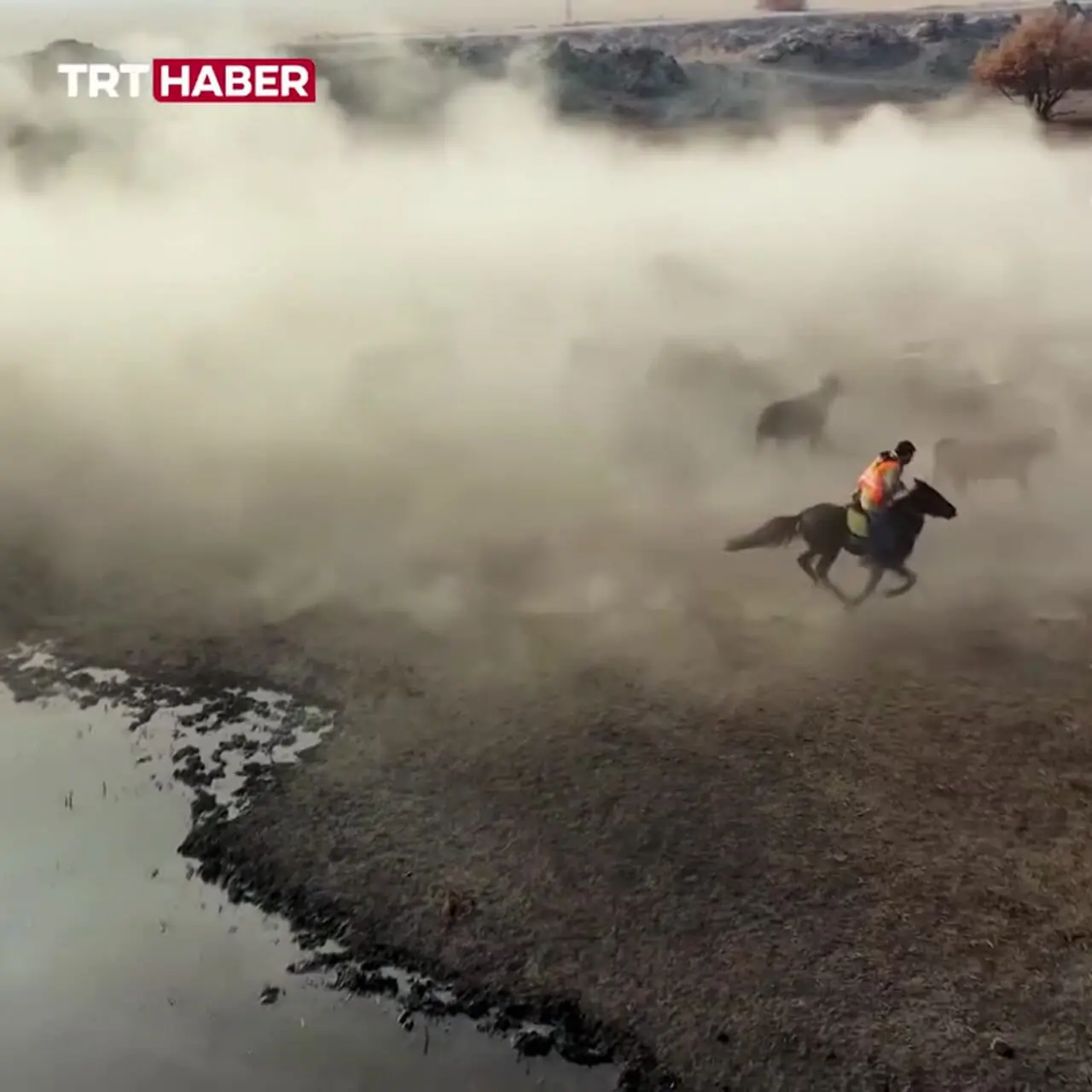 فیلم کابوی های ایغدیر و گله‌های هزار رأس گاو