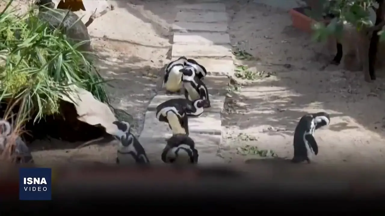 فیلم مرگ خاموش ۱۰ هزار پنگوئن آفریقایی