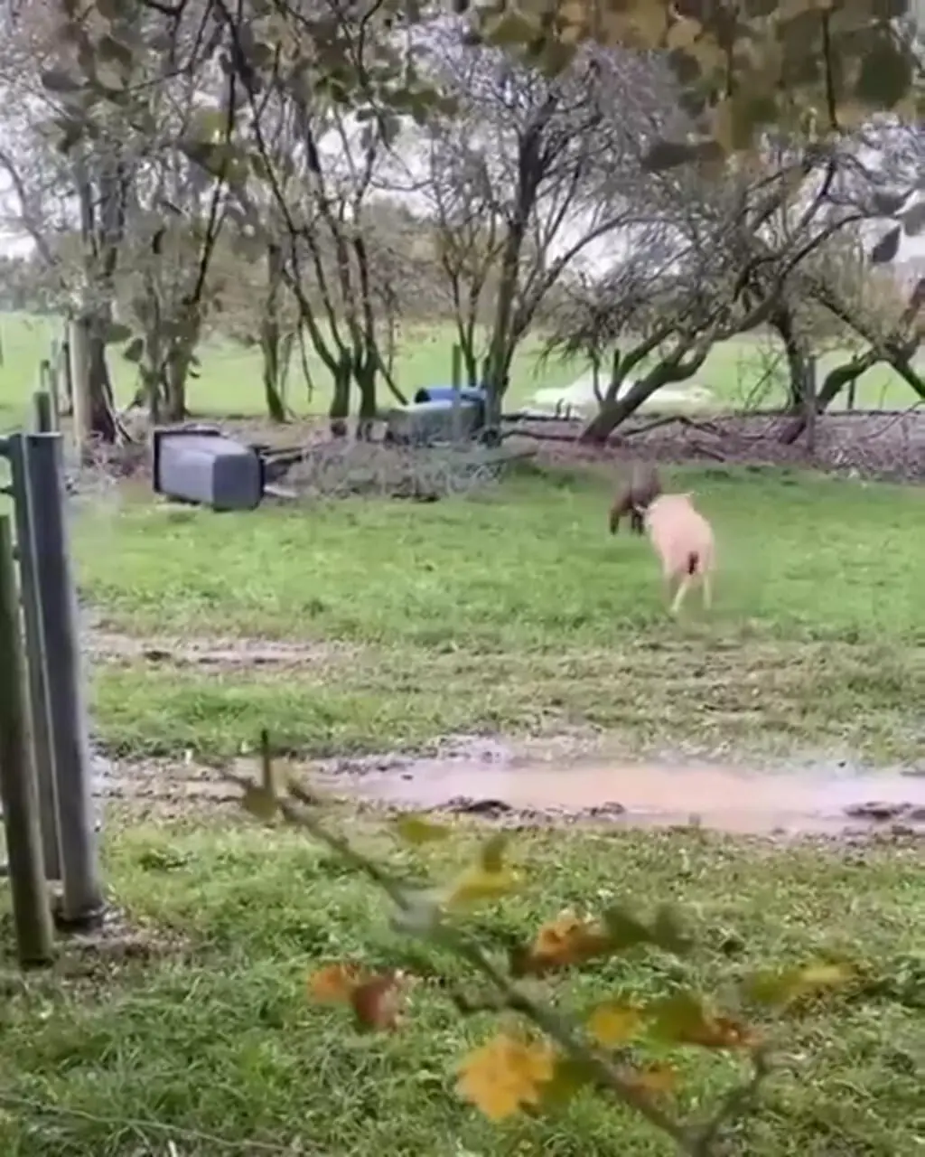 فیلم شاخ به شاخ شدن سنگین دو قوچ عصبی