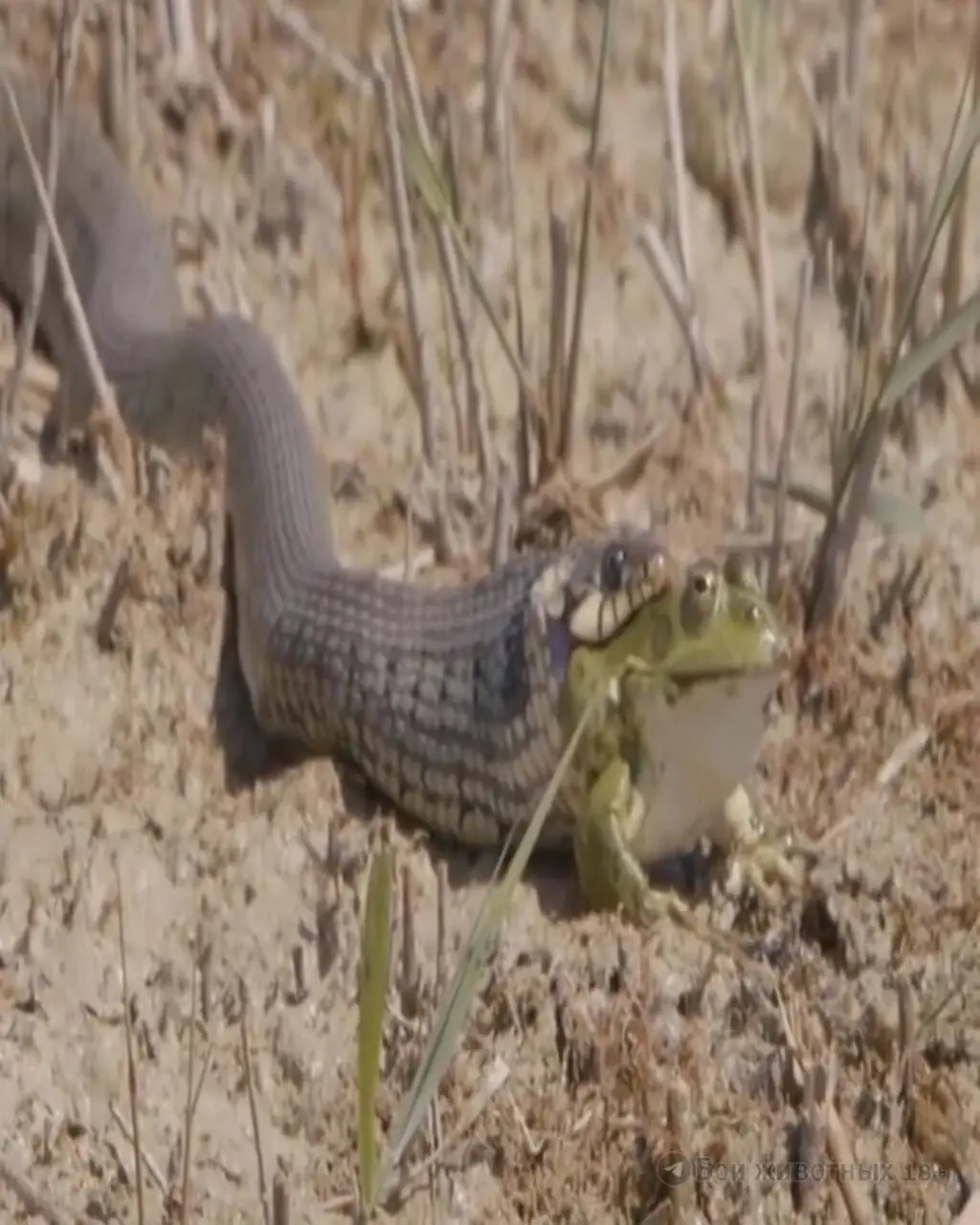 فیلم بلعیدن قورباغه زنده توسط مار