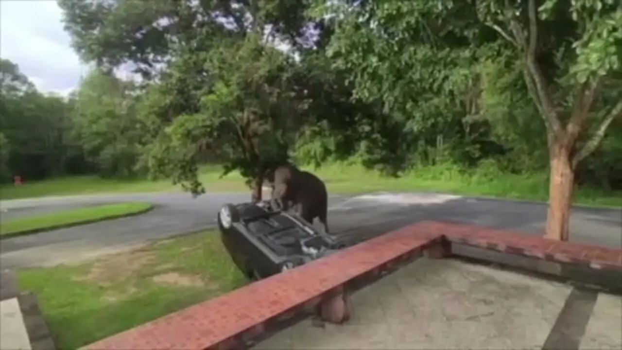 فیلم حمله فیل خشمگین به یک ماشین