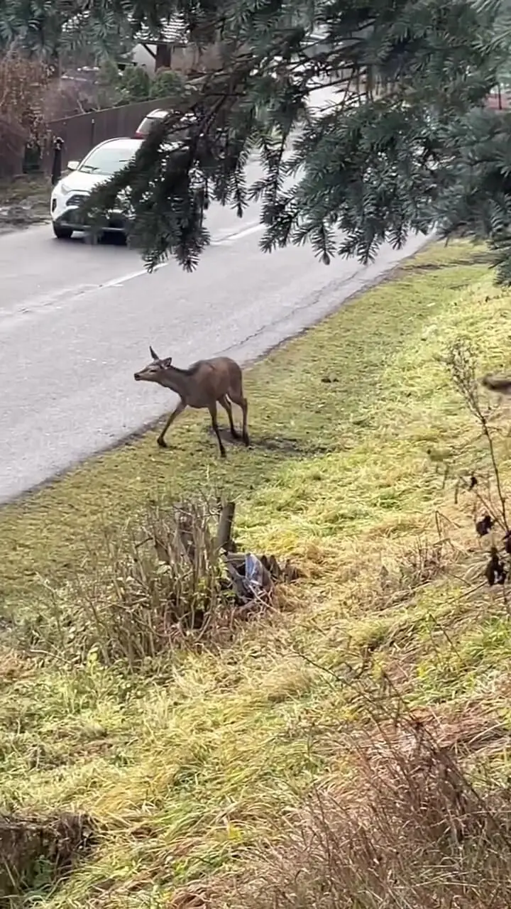 فیلم شکار گوزن توسط گرگ با دیدن خودرو ناتمام ماند