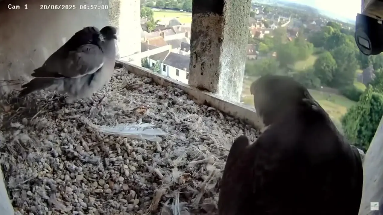 فیلم حمله و درگیری عجیب بین کبوترها و شاهین ها