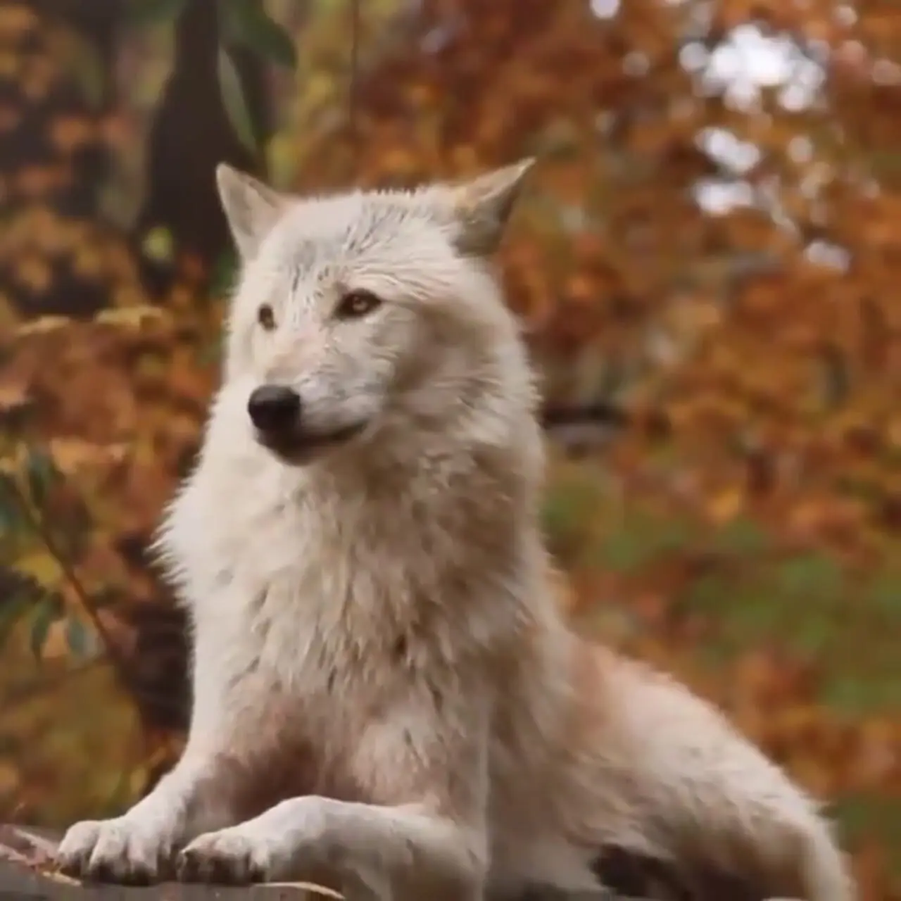 فیلم زوزه شنیدنی گرگ تنها