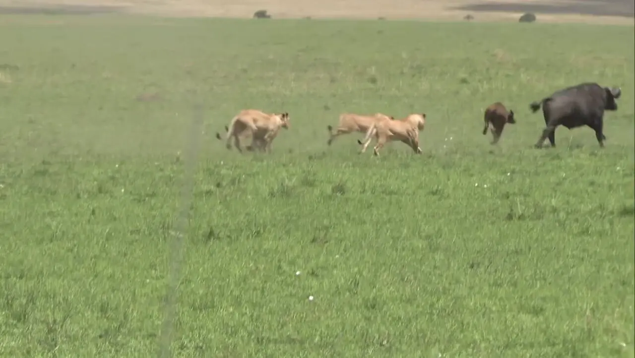 فیلم دفاع گاومیش ها از بچه کم جان مقابل شیرهای ماده