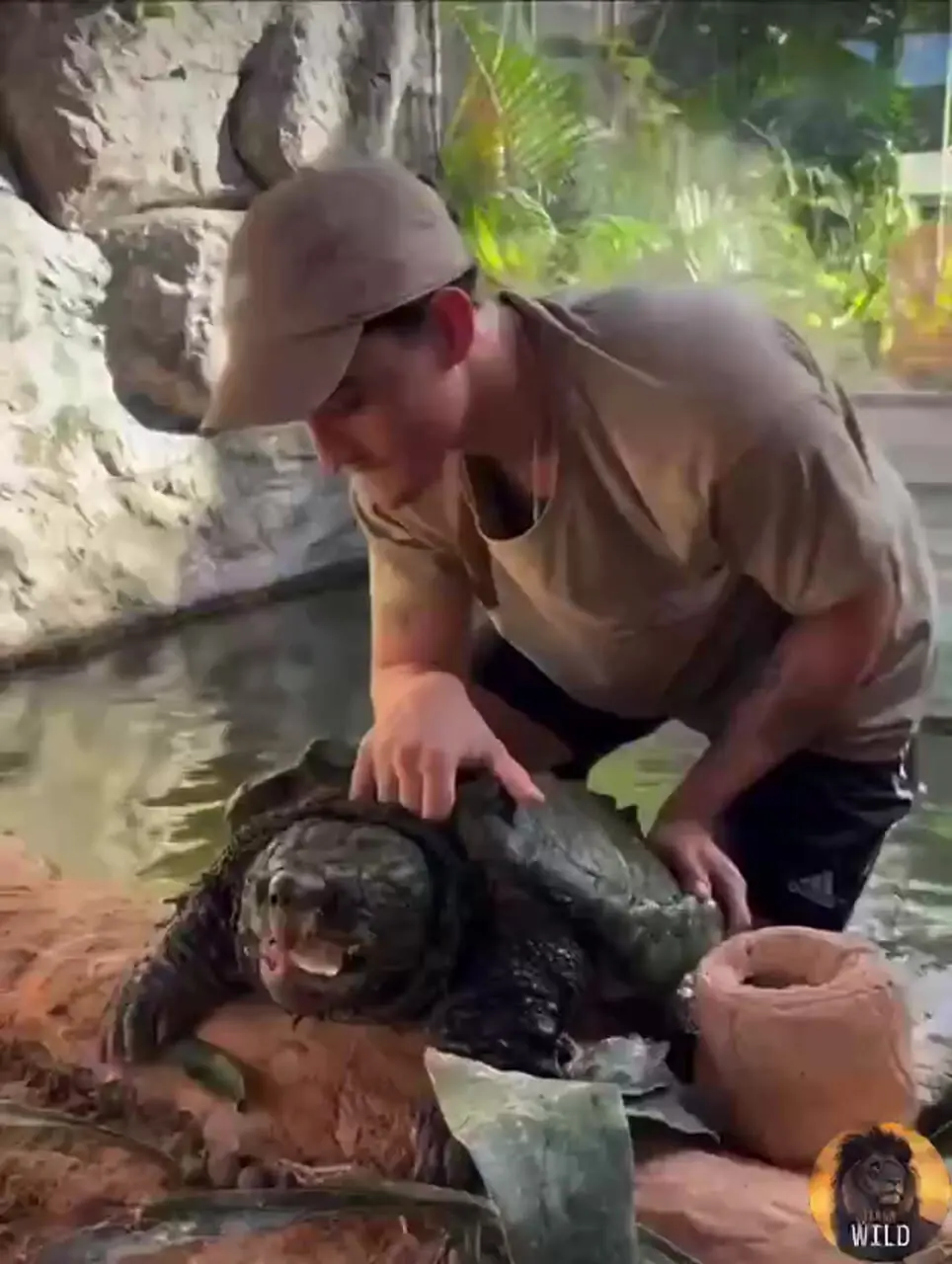 فیلم قدرت و سرعت باورنکردنی لاک پشت در گاز گرفتن