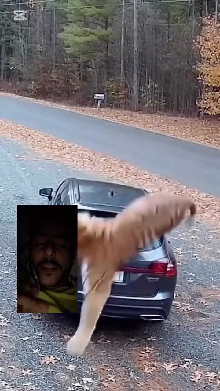 فیلم لحظه حمله ببر به یک دختر