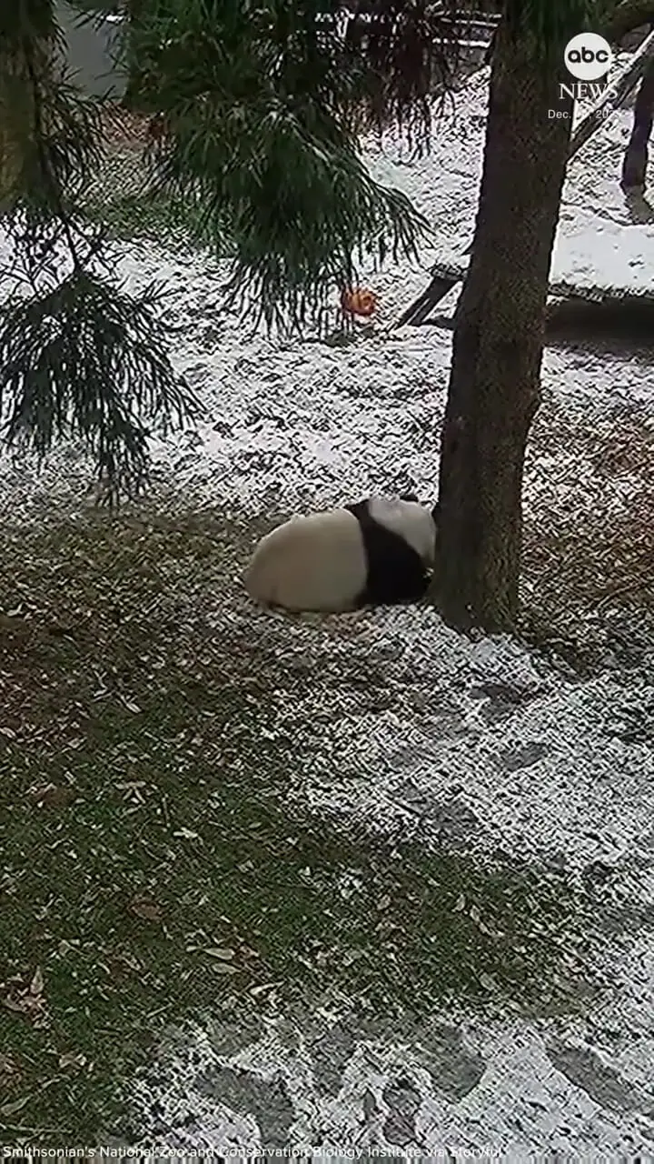 فیلم بازی و غلت زدن پانداها در برف باغ وحش