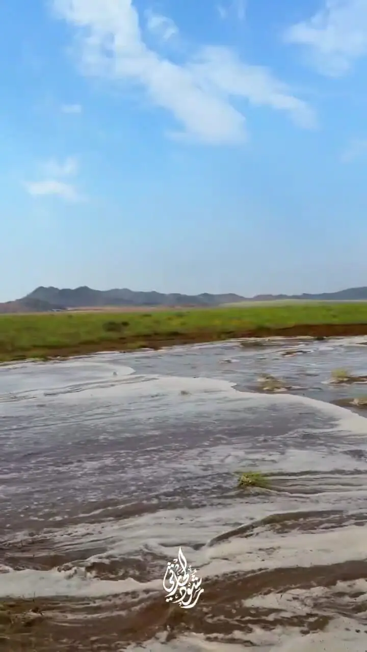 فیلم چرای شترها زیر باران در طبیعت سرسبز مکه