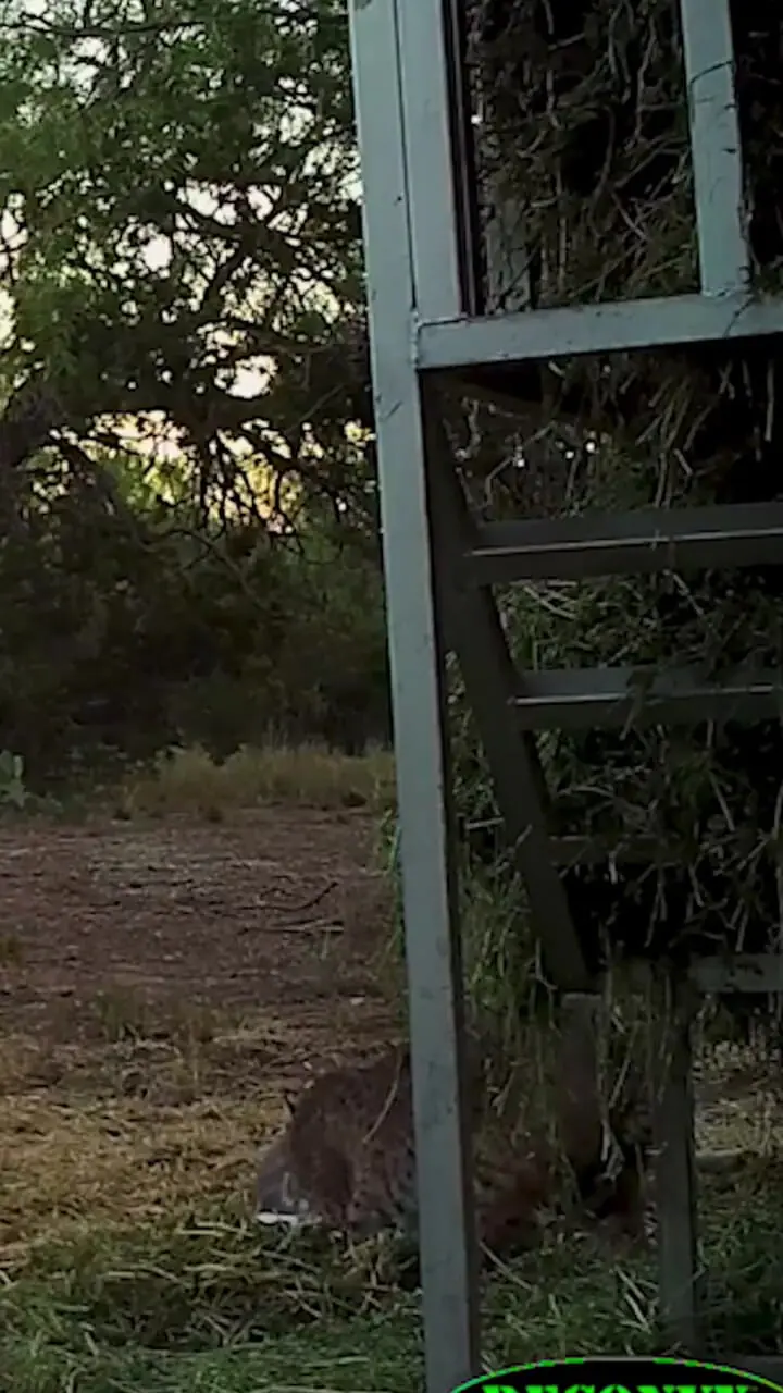 فیلم تلاش ناامیدانه گوزن مادر برای نجات بچه اش