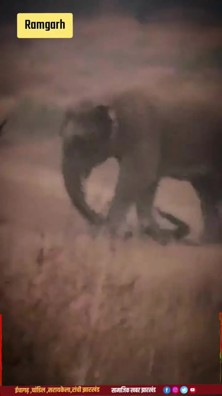 فیلم مرگ یک مرد زیر پای فیل خشمگین