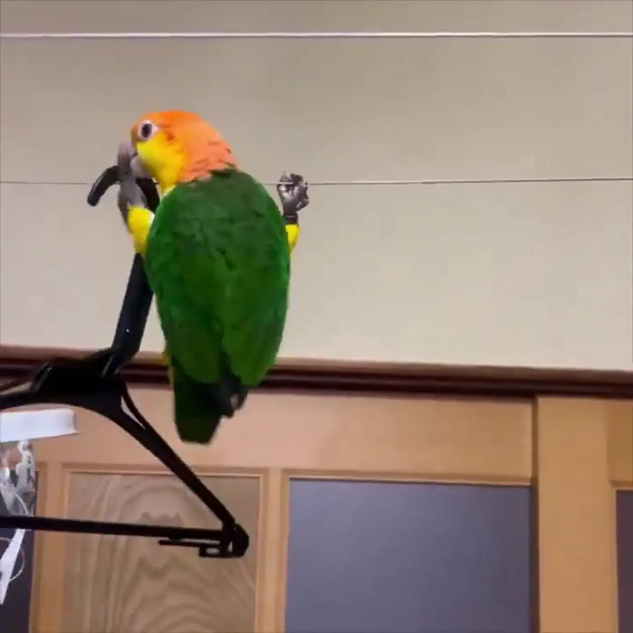 فیلم راه رفتن دیدنی طوطی روی بند لب به صورت برعکس