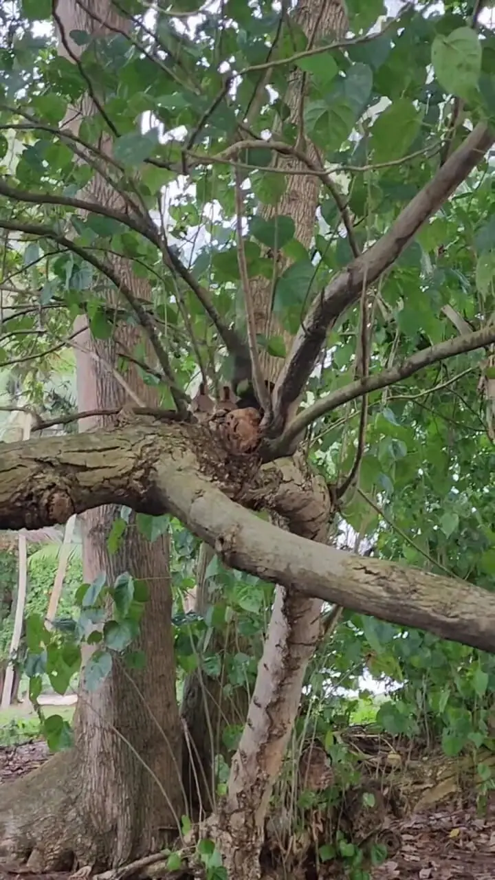 فیلم مرغ و خروس وحشی بومی آسیای جنوب شرقی