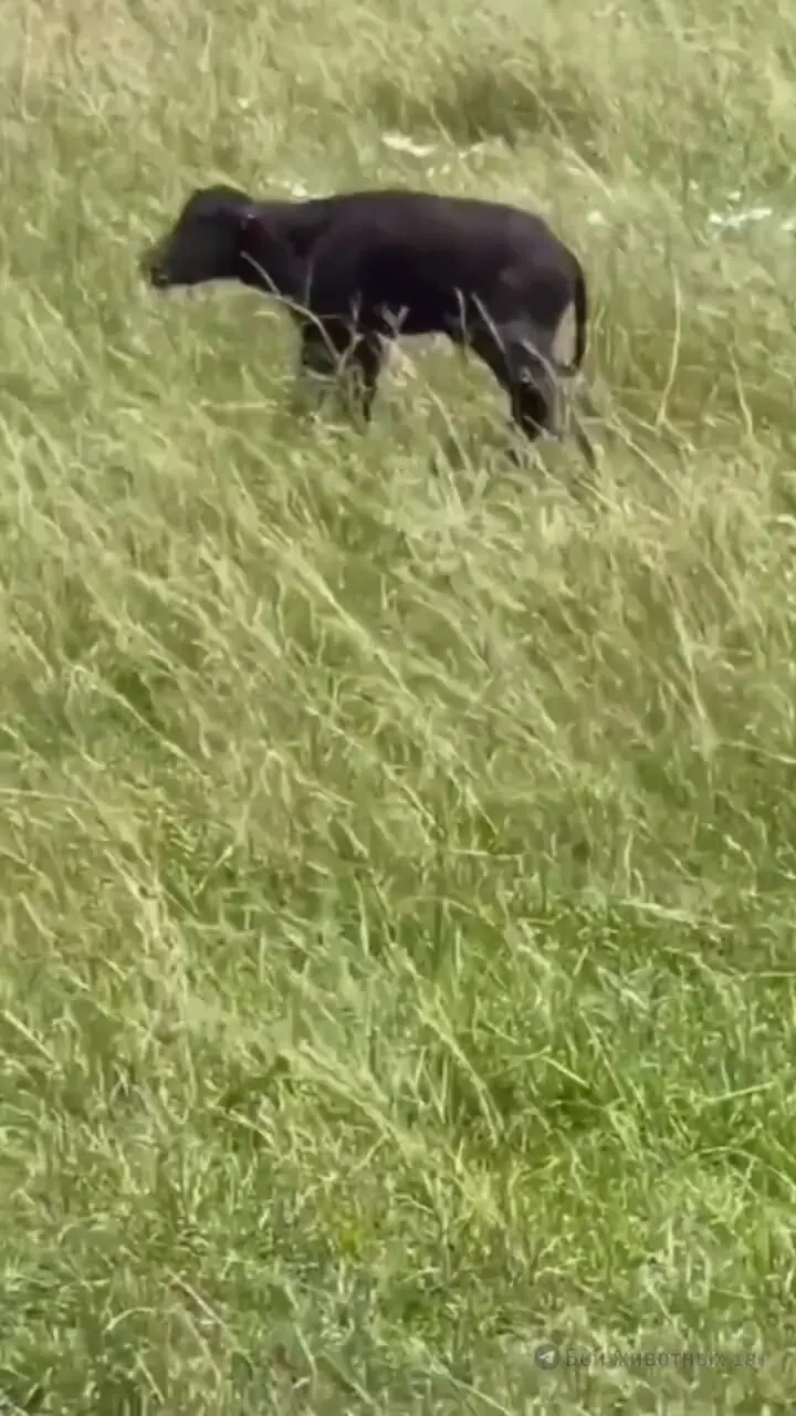 فیلم گوساله گاومیش در مواجهه با شکارچیان وحشی