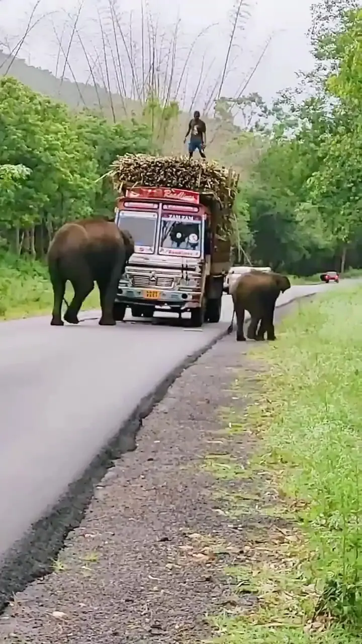 فیلم زورگیری فیل ها از کامیون‌