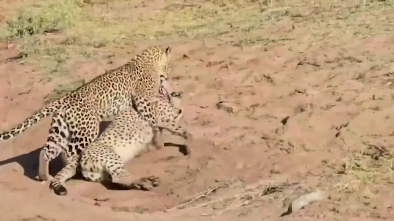 فیلم شکار شدن یوزپلنگ توسط پلنگ