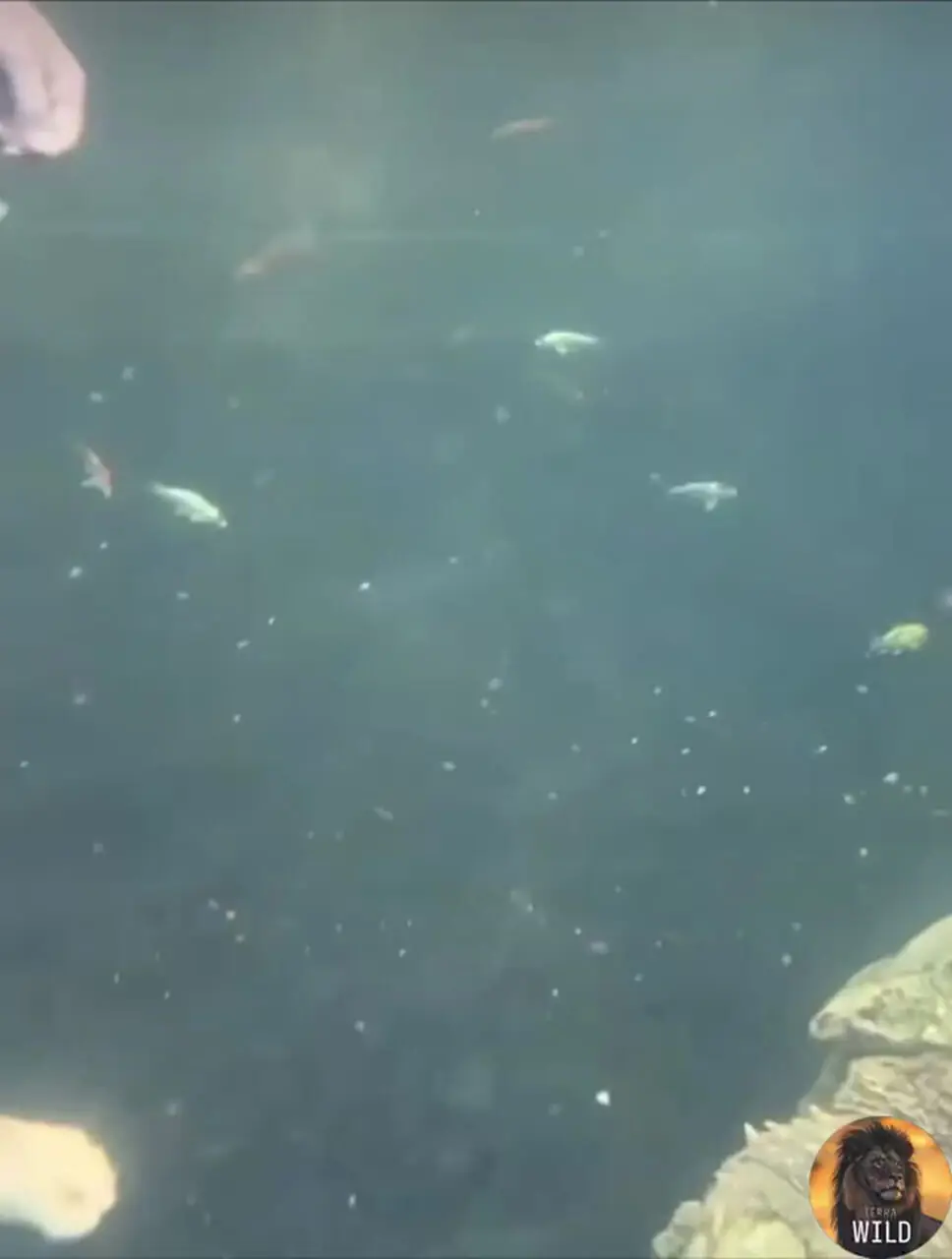 فیلم رفتار جالب لاک پشت قاپنده در استخر