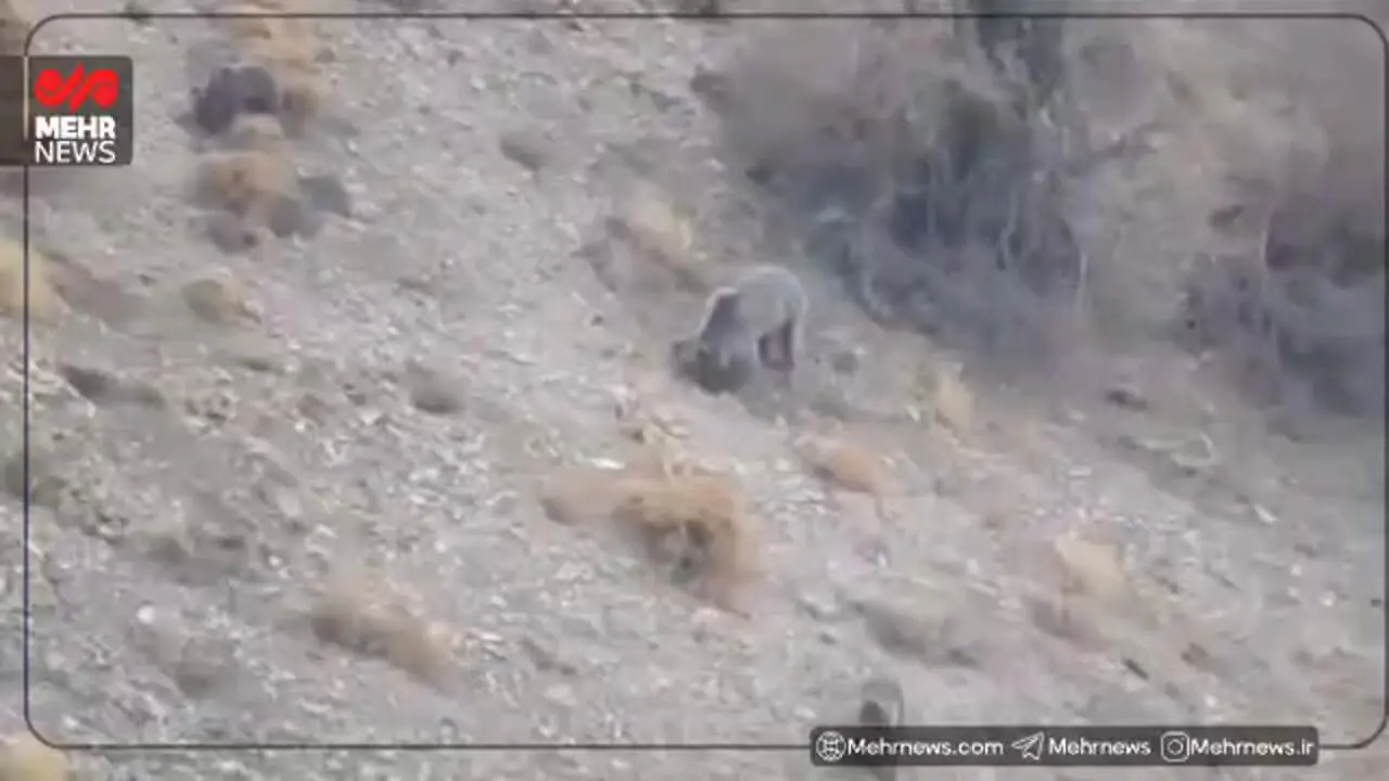 فیلم مشاهده خانواده خرس قهوه ای در دنا