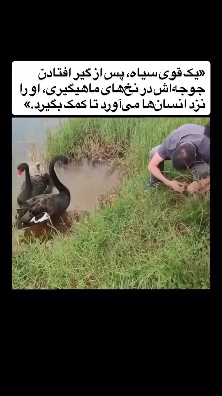 فیلم نجات جوجه قوی سیاه از نخ ماهیگیری /  وقتی قوی مادر از انسان‌ها کمک خواست 